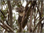 foto Flora e Fauna Australiana